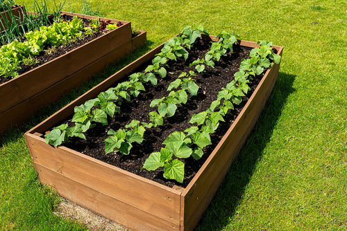 Jak zbudować skrzynki warzywne i kompostownik: kompletny poradnik dla początkujących